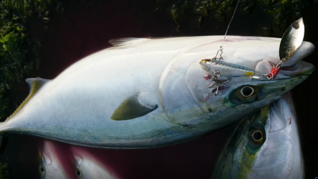 ２日で７本！！青物爆釣ｗロケットスタートｗ